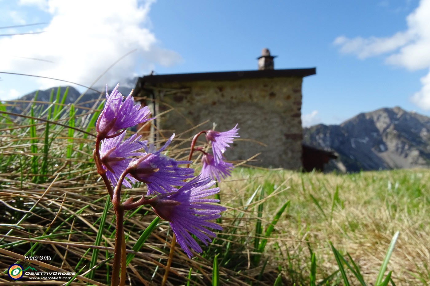 27 Soldanelle al Roccolo del Tino (1870 m).JPG